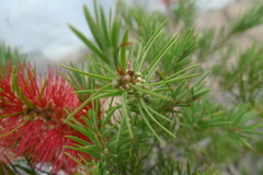 Melaleuca subulata