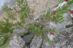 Melaleuca subulata