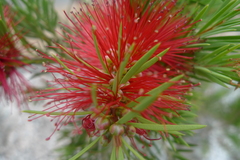 Melaleuca subulata