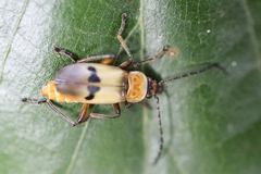 Chauliognathus flavipes