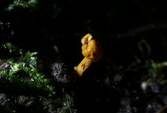 Pleurocordyceps