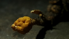 Pleurocordyceps