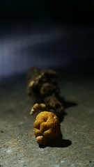 Pleurocordyceps
