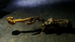 Pleurocordyceps