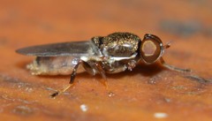 Brachycara slossonae