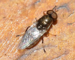 Brachycara slossonae