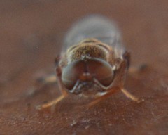 Brachycara slossonae