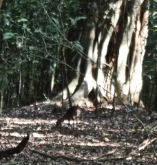 Nesotragus moschatus