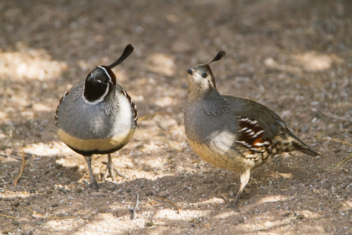 Gambel's Quail