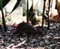 Nesotragus moschatus