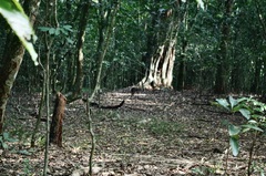 Nesotragus moschatus