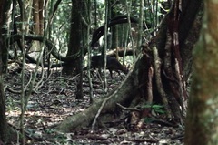 Nesotragus moschatus