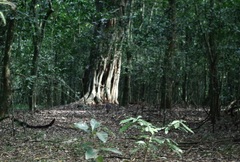 Nesotragus moschatus