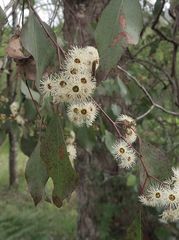 Eucalyptus baueriana