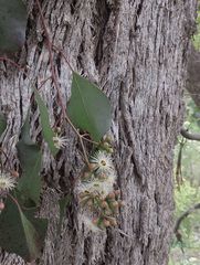 Eucalyptus baueriana