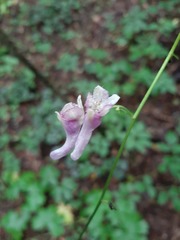Aconitum moldavicum
