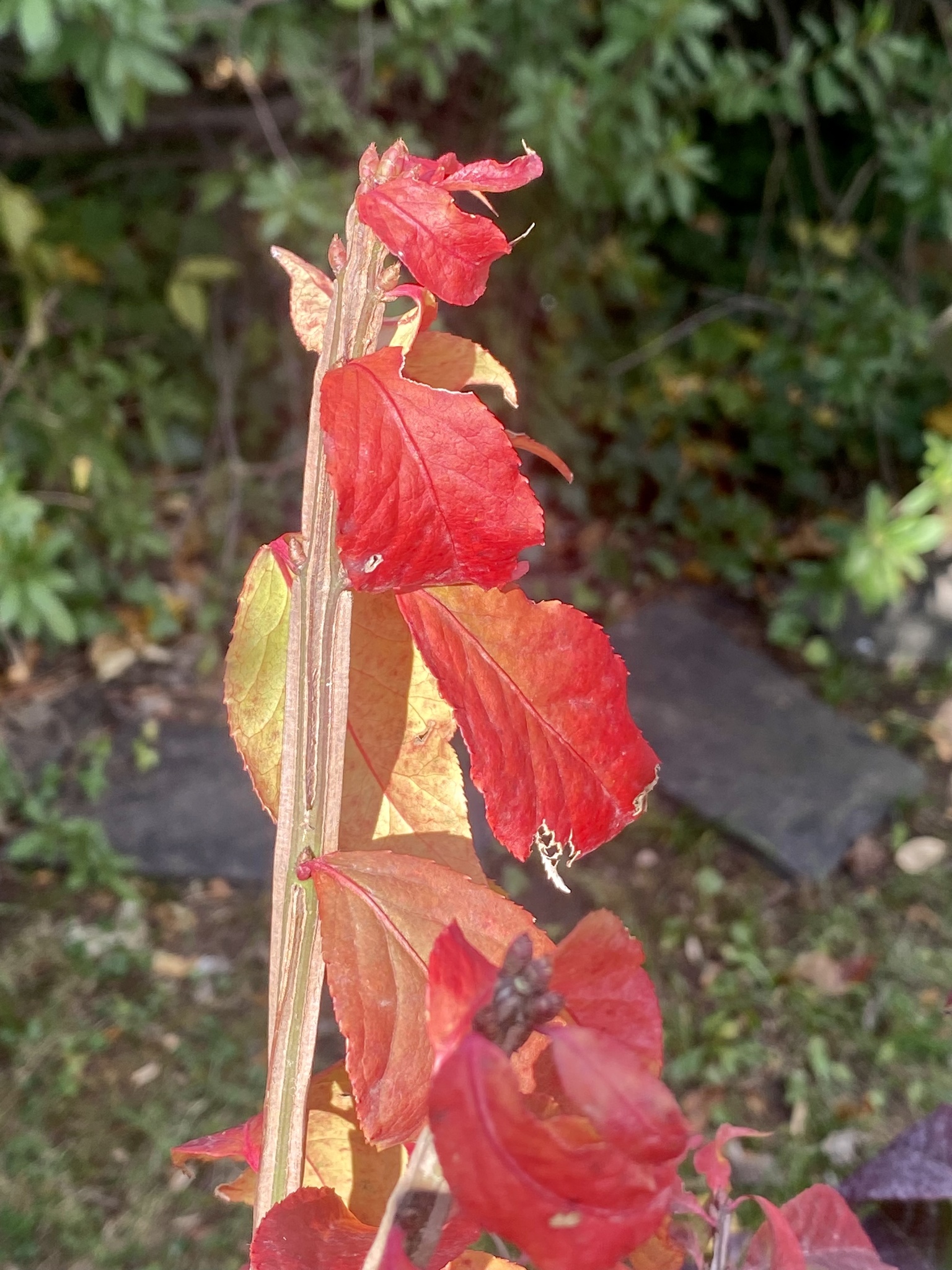 Flügel-Spindelstrauch (Euonymus alatus): Herkunft und Verwendung — foto 3