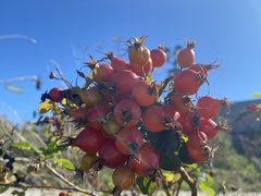 Rosa californica