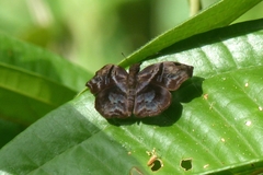 Helias phalaenoides