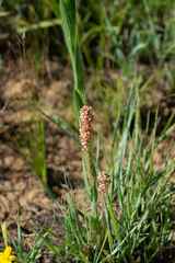 Acalypha depressinerva
