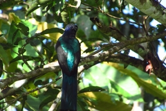 Trogon viridis