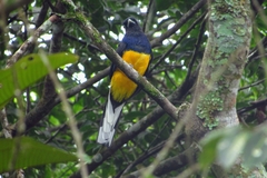 Trogon viridis