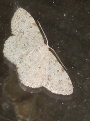 Scopula plantagenaria