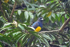 Trogon viridis