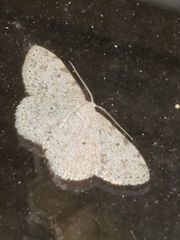 Scopula plantagenaria