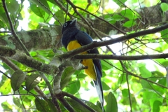 Trogon viridis