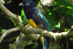 Trogon viridis