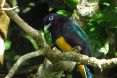 Trogon viridis