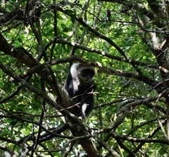 Cercopithecus mitis kolbi