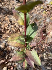 Solidago rigida glabrata
