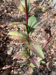 Solidago rigida glabrata