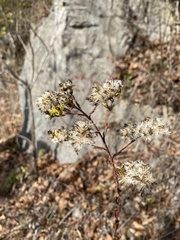Solidago rigida glabrata