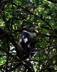 Cercopithecus mitis kolbi