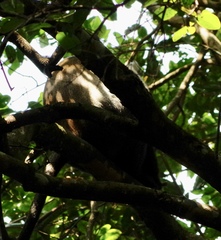 Cercopithecus mitis kolbi