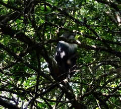 Cercopithecus mitis kolbi