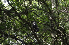 Cercopithecus mitis kolbi