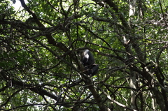 Cercopithecus mitis kolbi