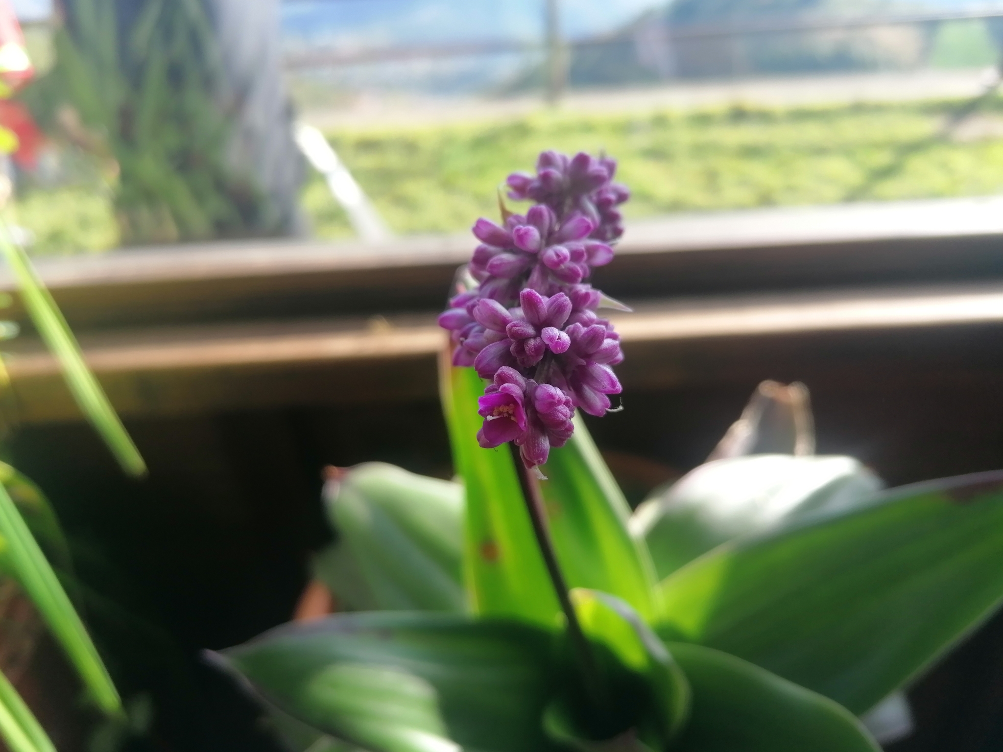 Imagem de Tradescantia-nanica
