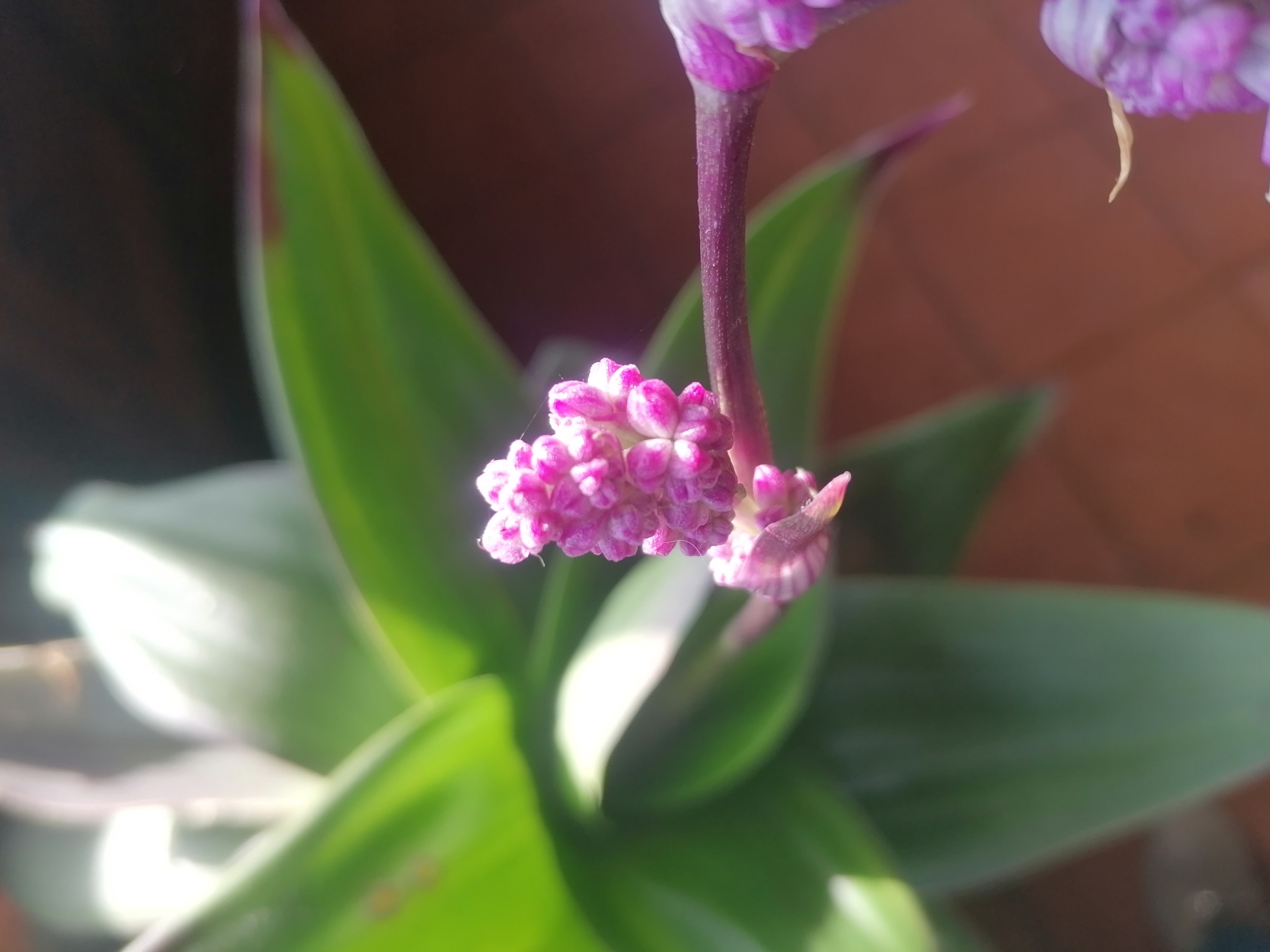 Imagem de Tradescantia-nanica