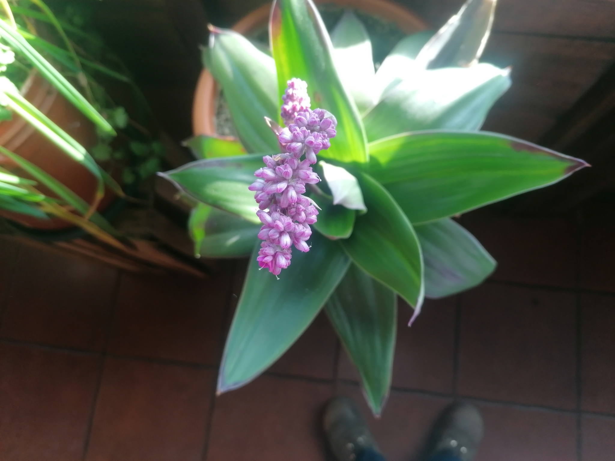 Imagem de Tradescantia-nanica
