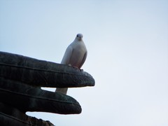 Columba livia