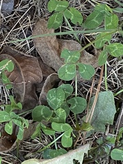 Trifolium repens