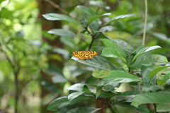 Epobeidia tigrata tigrata