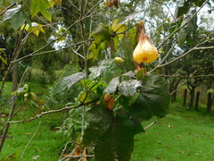 Abutilon hybridum