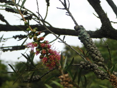 Melaleuca glauca