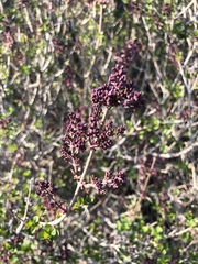 Syringa pubescens